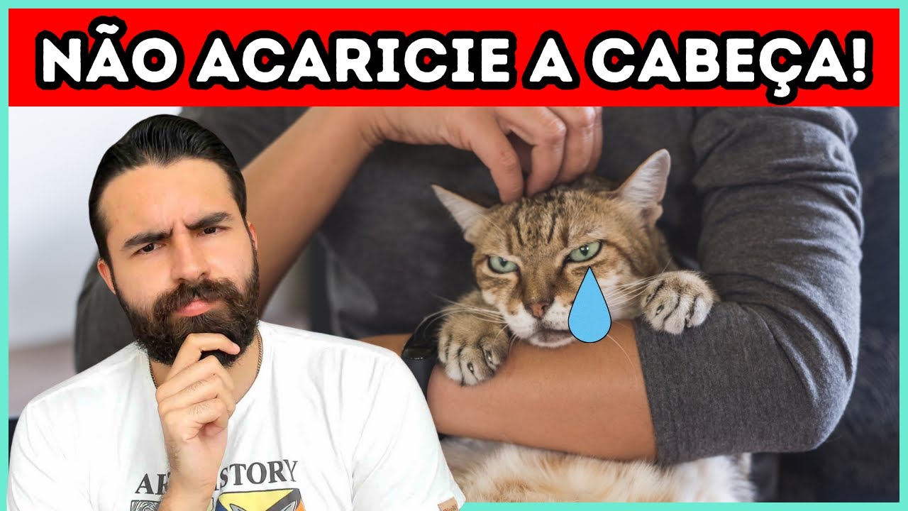 Pense DUAS VEZES Antes de Fazer CARINHO NA CABEÇA do Seu Gato!