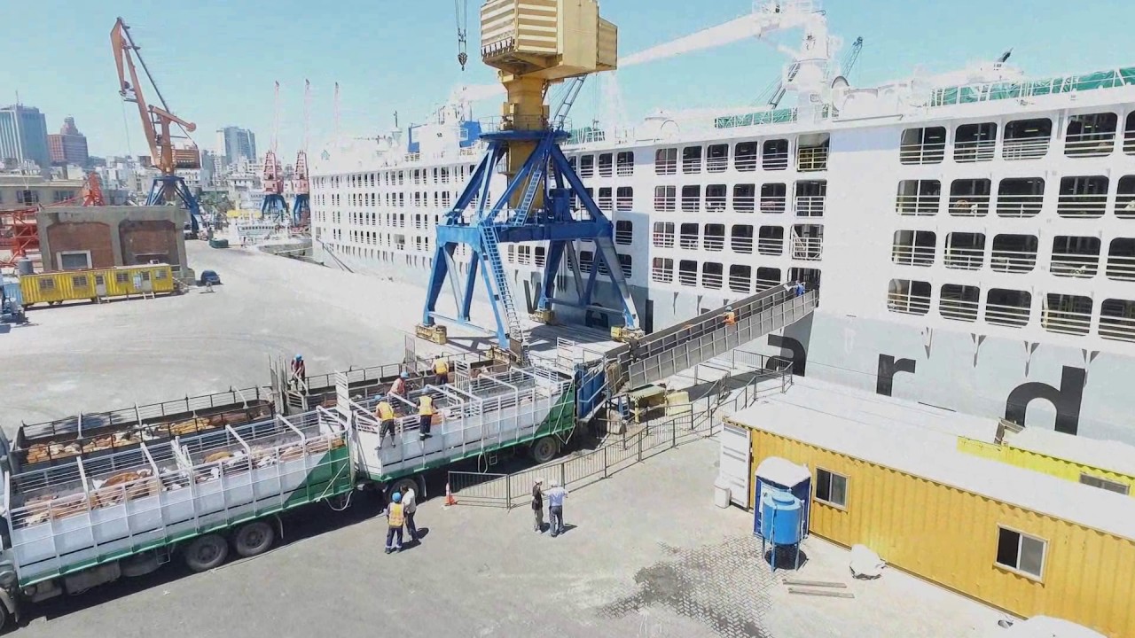 Embarque de ganado en el Puerto de Montevideo.