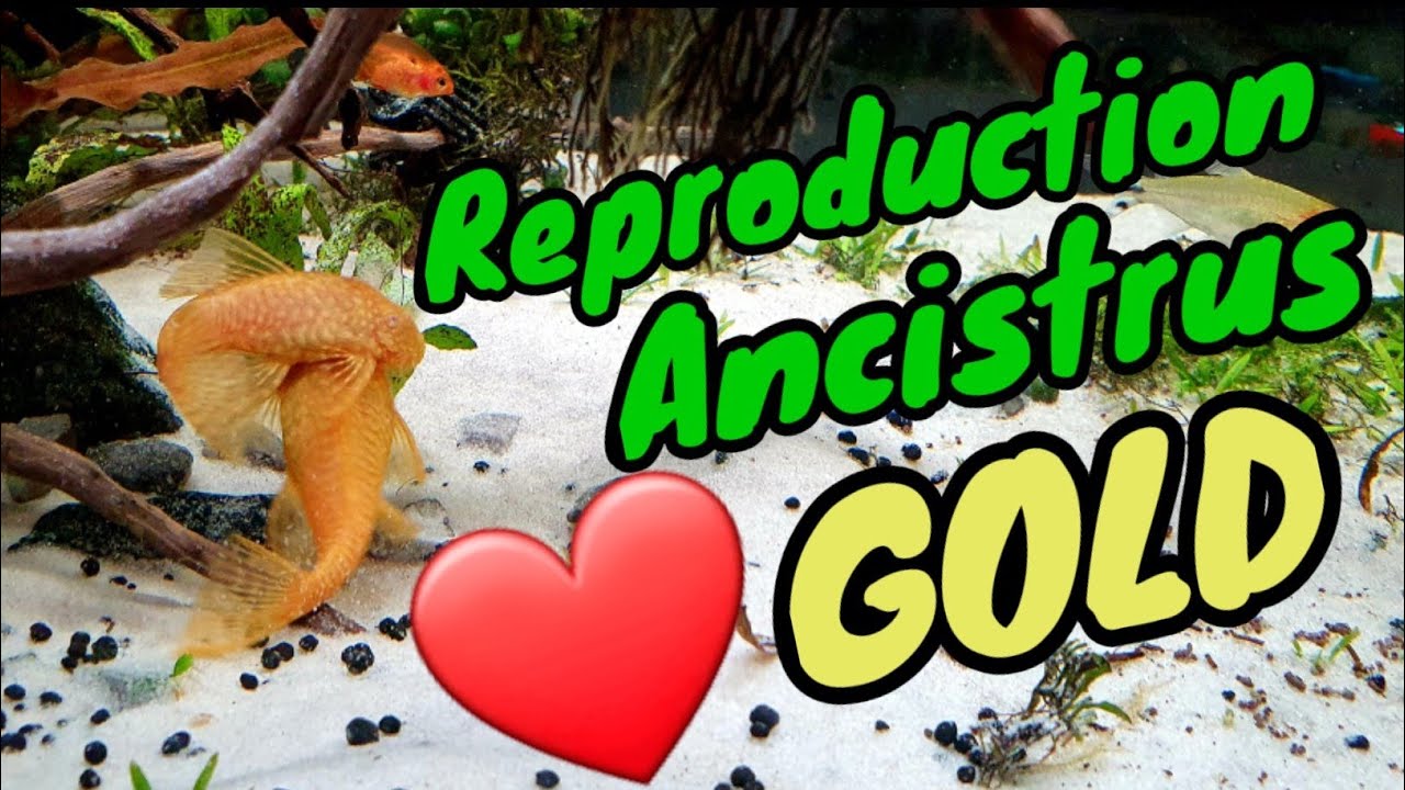 Reproduction Ancistrus GOLD