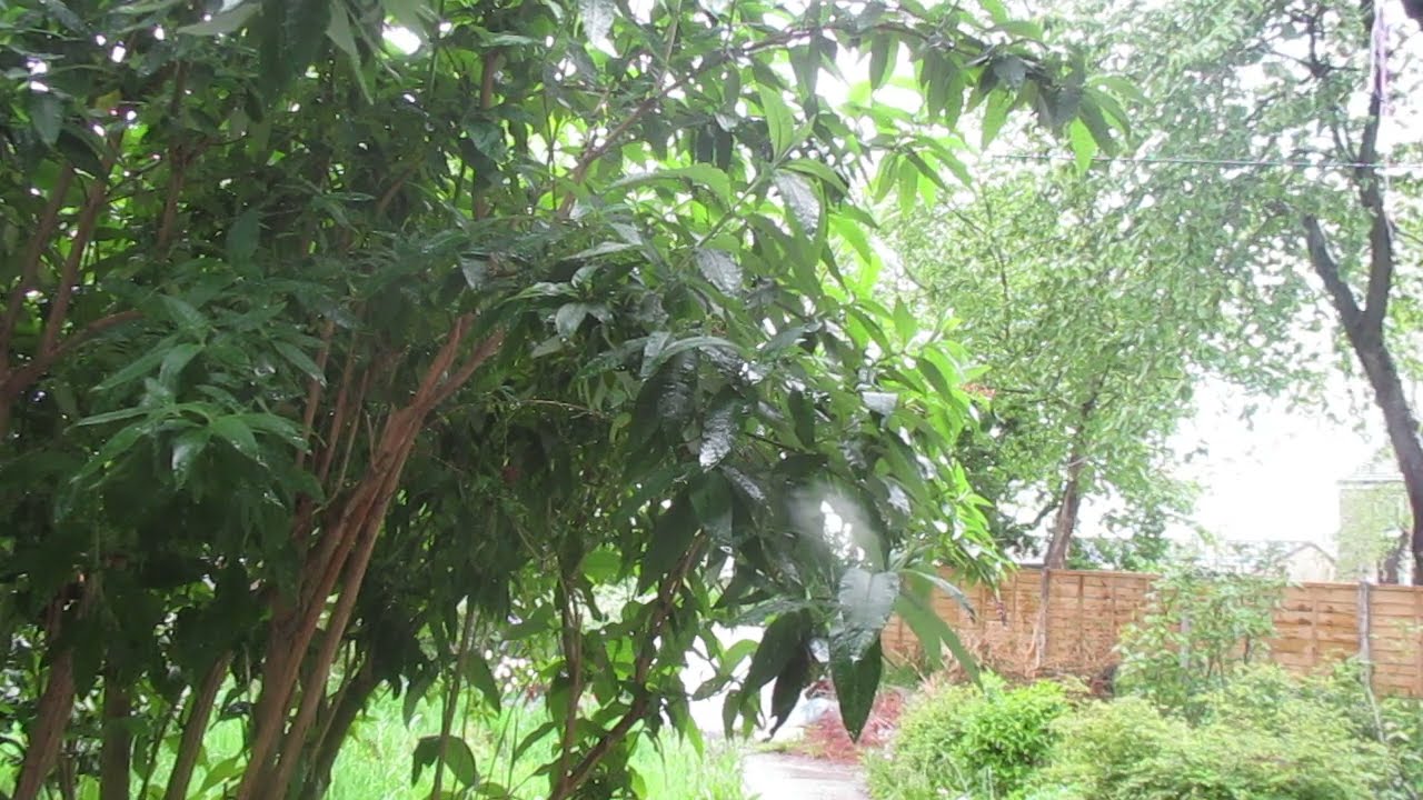 Rainy Day