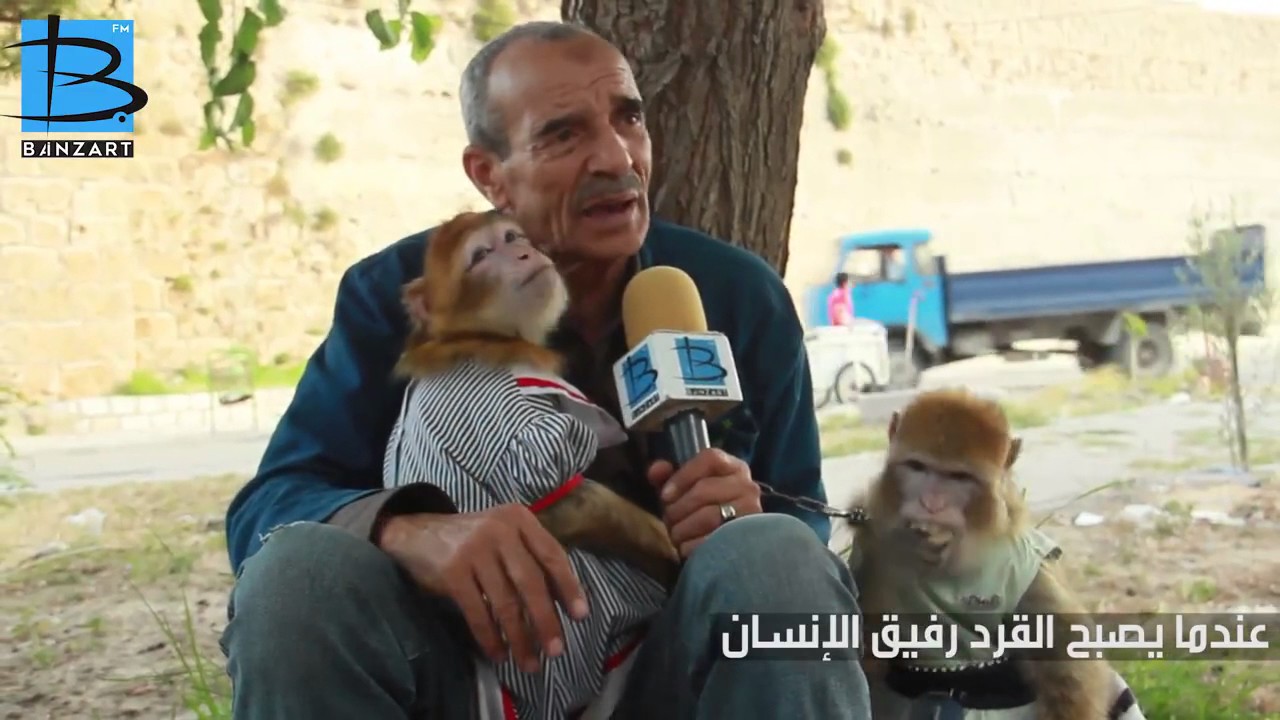 بنزرت : عندما يصبح  القرد رفيق الإنسان تعرف على القصة...