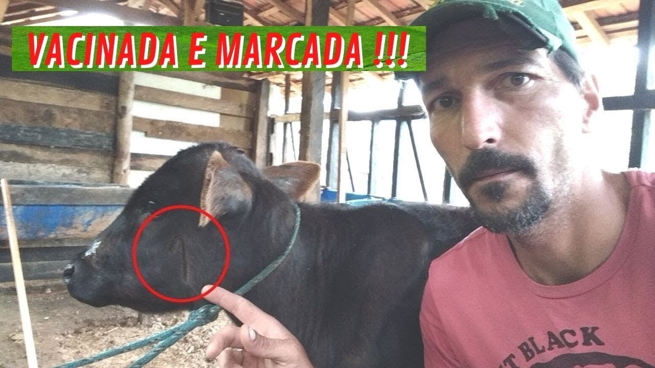 Vacinando e marcando bezerra após vacina de BRUCELOSE BOVINA