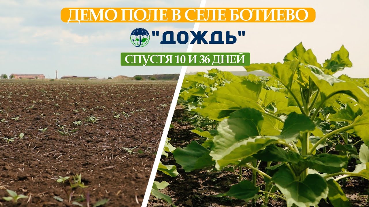 Демо поле от Евралис в селе Ботиево. Спустя 10 и 36 дней.