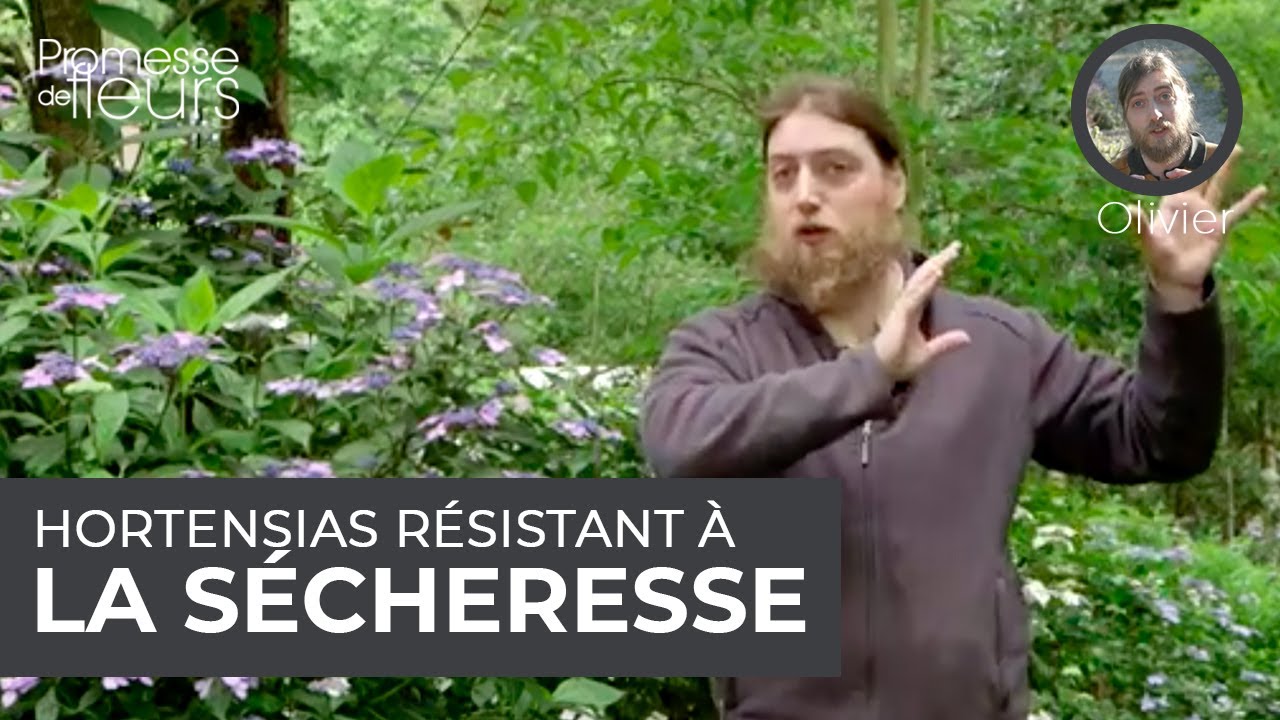 Hortensia résistant à la sécheresse