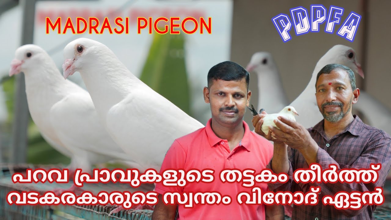 പറവ പ്രാവുകളുടെ തട്ടകം തീർത്ത് വടകരകാരുടെ സ്വന്തം വിനോദ് ഏട്ടൻ / pigeon / madrasi pigeon high flying