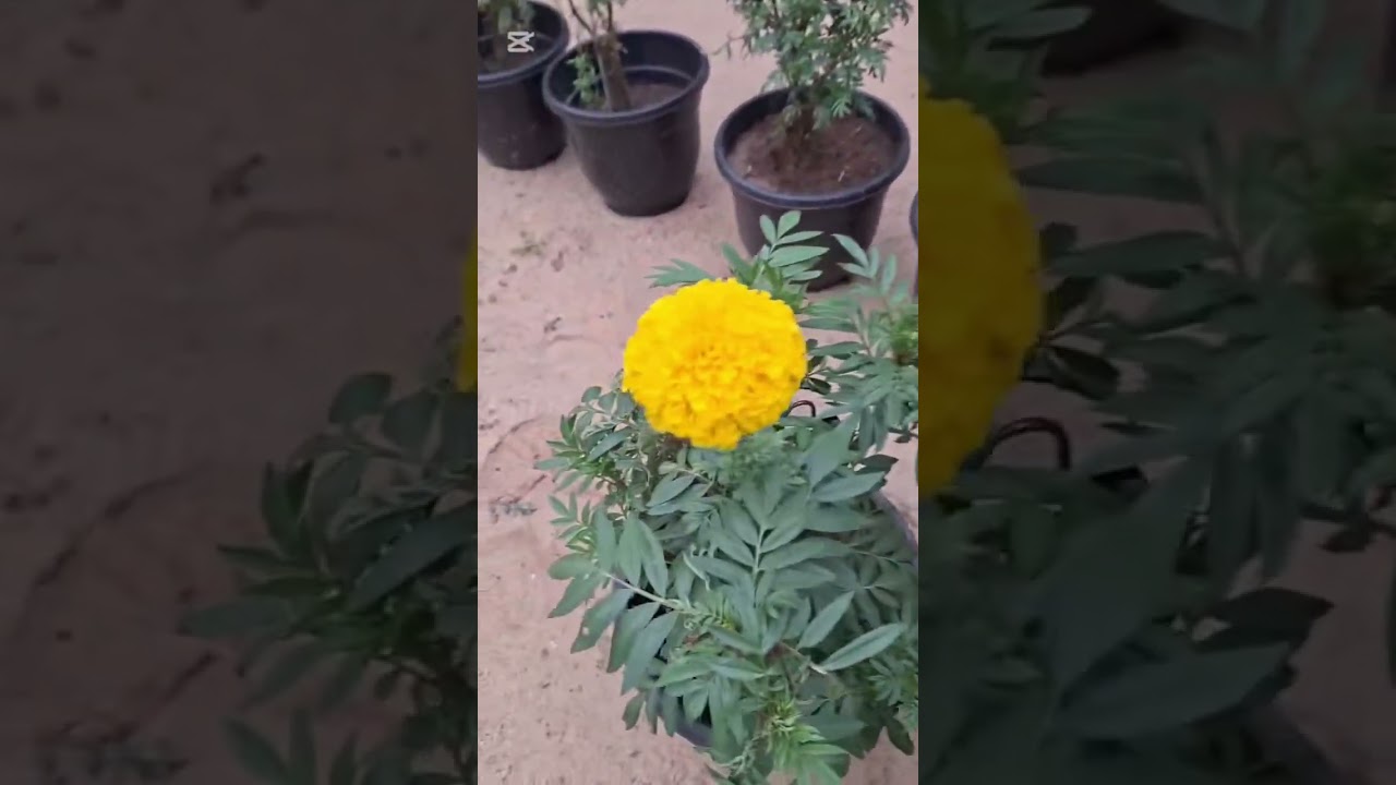 “Marigold from my mom’s garden.”