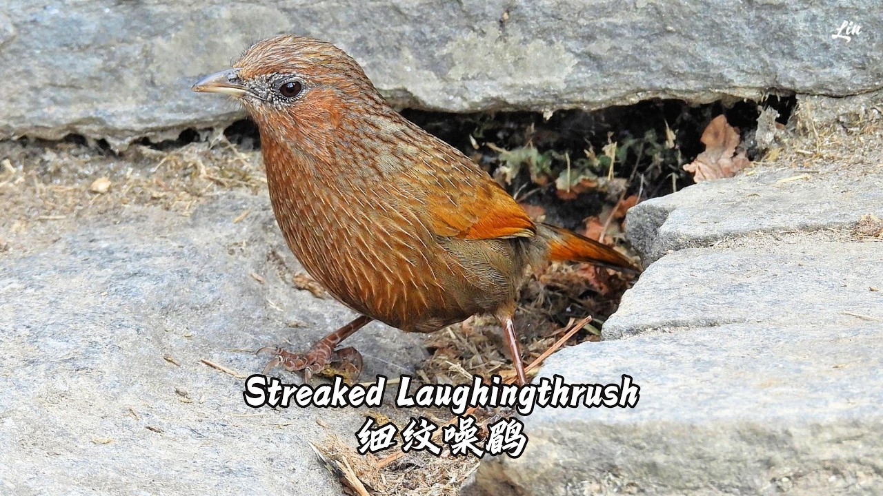 Streaked Laughingthrush