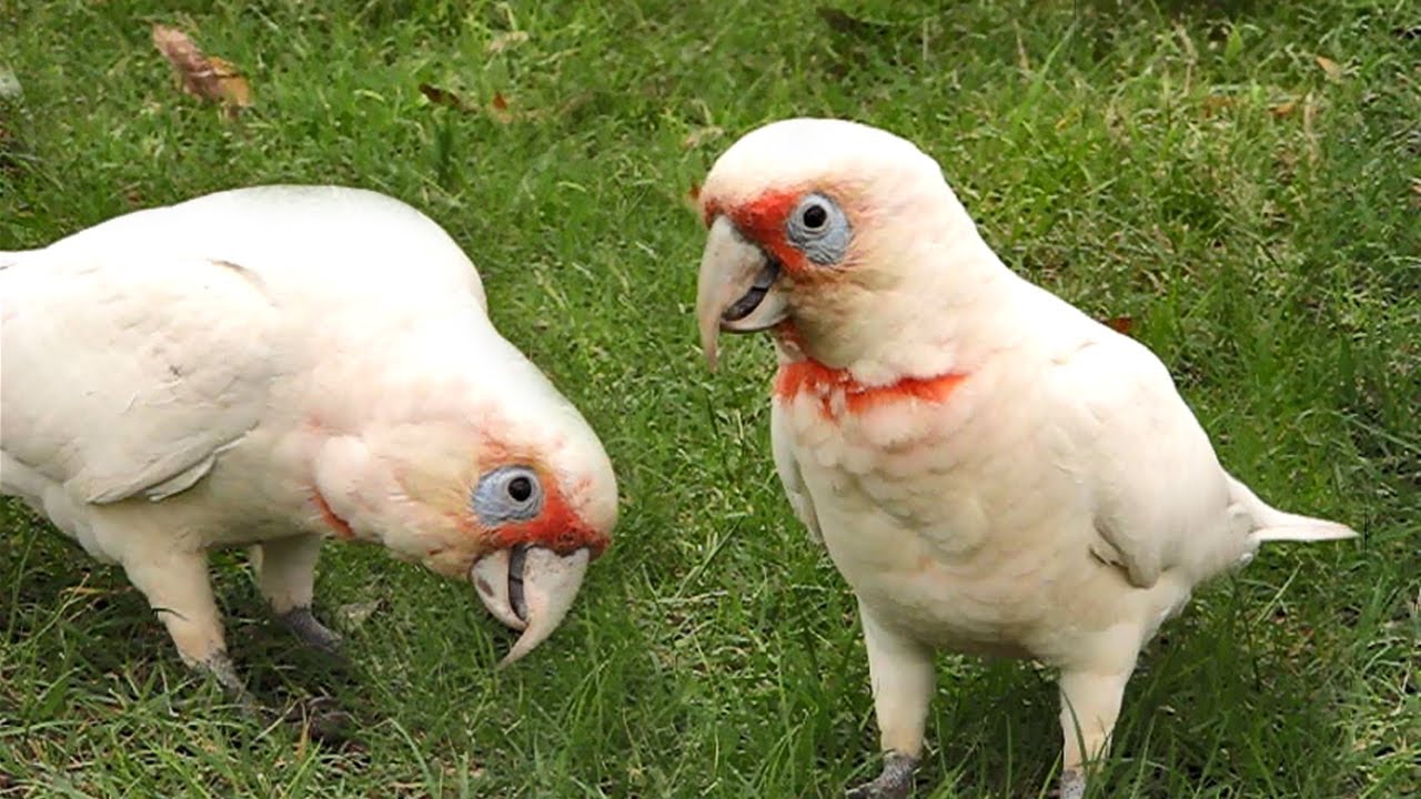 Funny Cockatoo Video - Crazy Corellas Somersault and Play