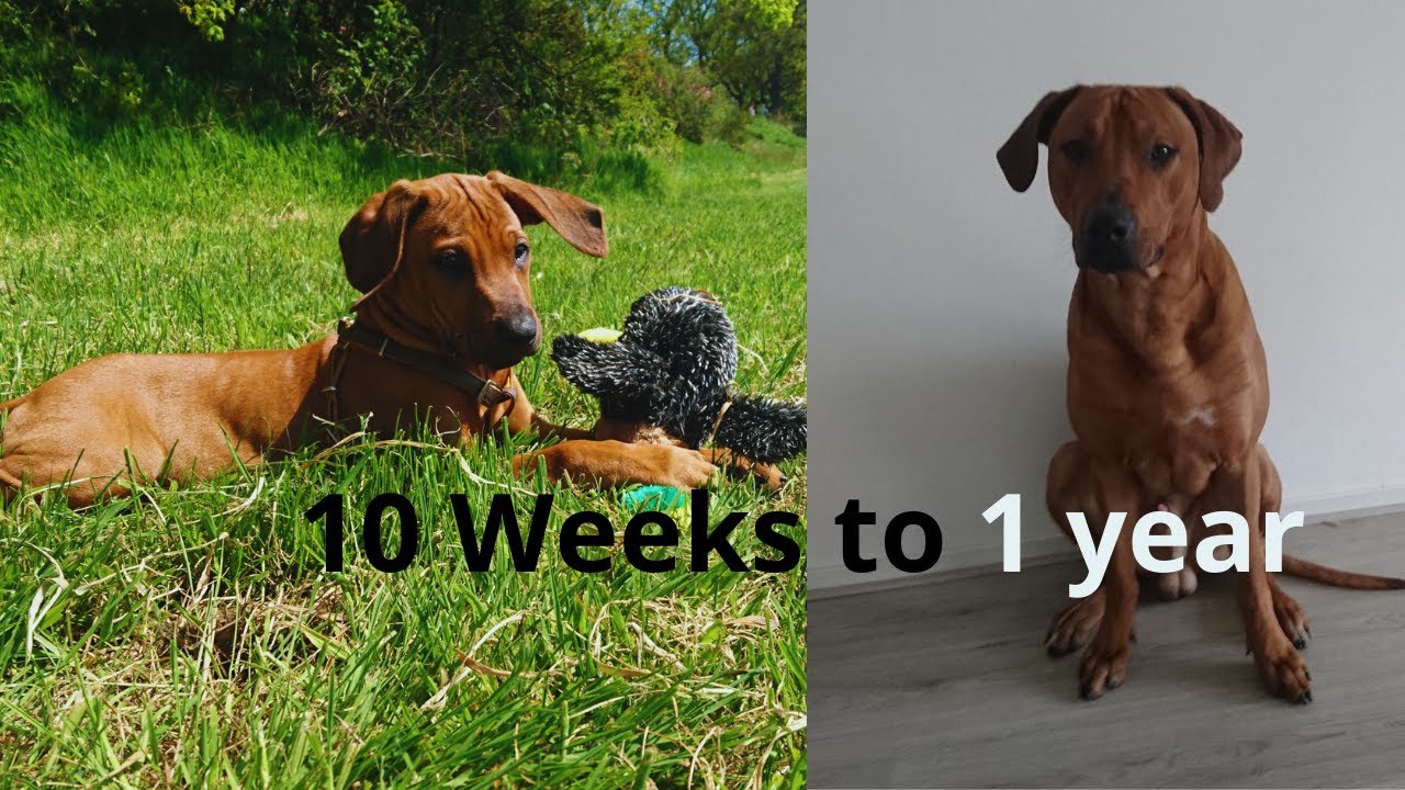 Puppy GROW 10 weeks to 1 year - Rhodesian Ridgeback dog