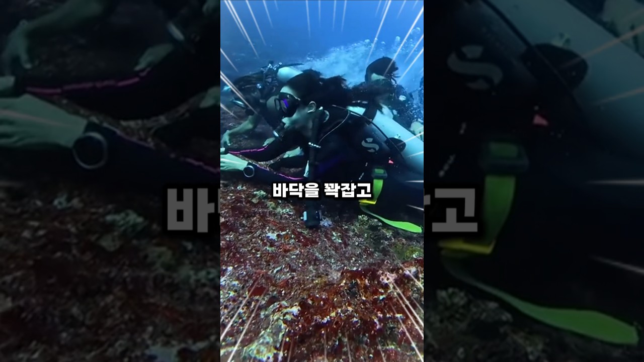 스쿠버 다이버들만 경험할수있는 바다속 조류