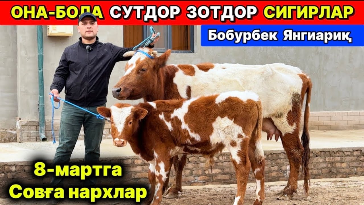 СУТДОР ОНА-БОЛА СИГИРЛАР ЗЎРЛАРИ ЧИҚДИ Бобурбек Янгиариқ 8-марта 2026 г.