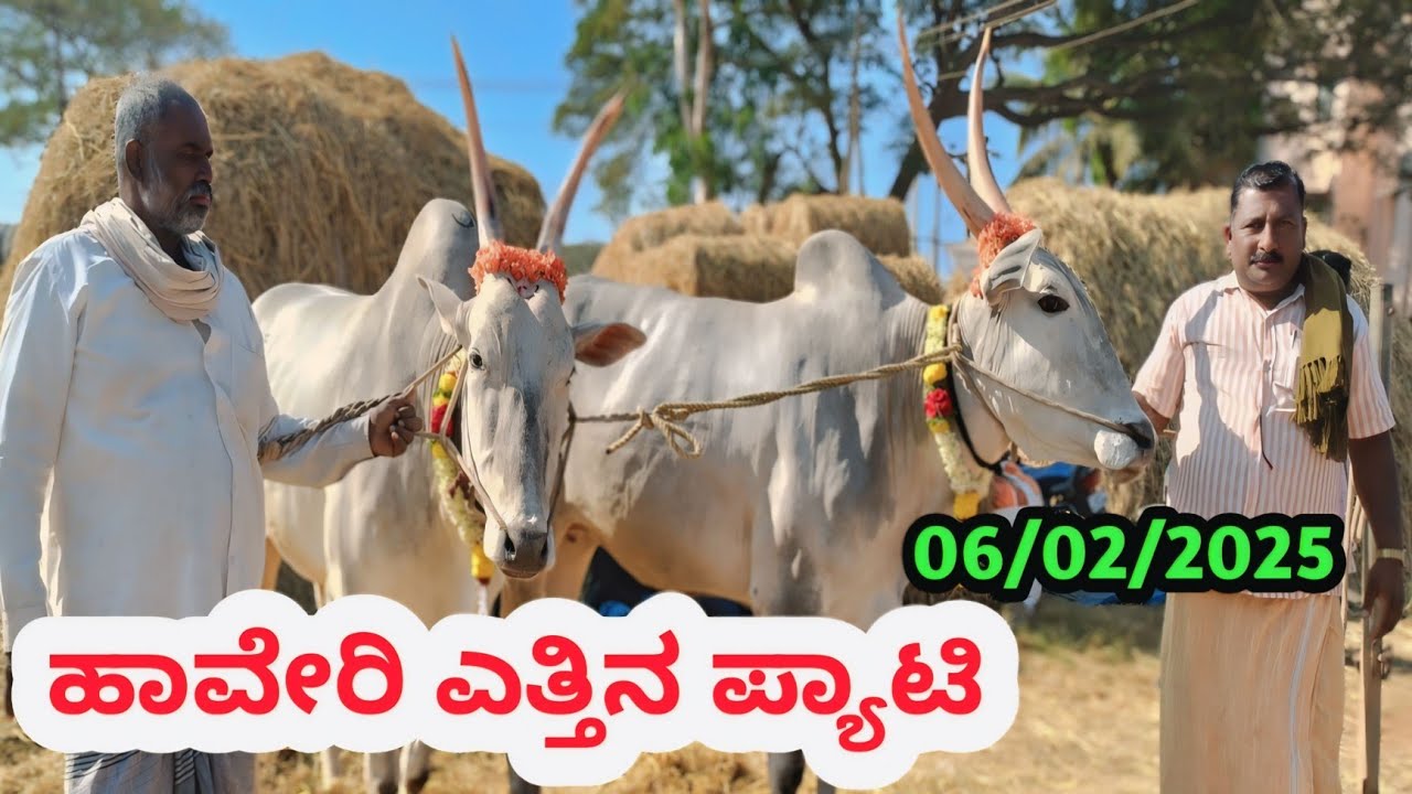 Haveri Bulls Market || ಹಾವೇರಿ ಎತ್ತಿನ ಪ್ಯಾಟಿ || Every Thursday Morning #haveribullsmarket