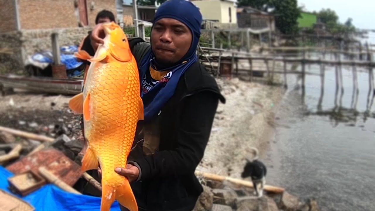 mancing ikan mas besar di Danau Toba