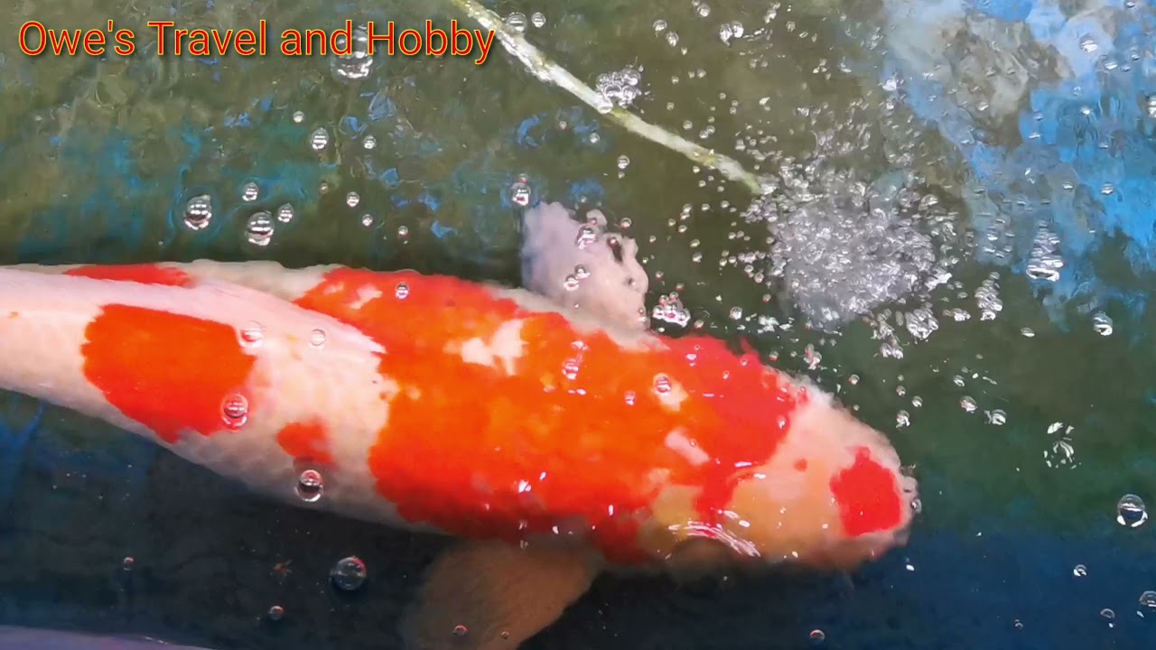 How to quarantine KOI fish?