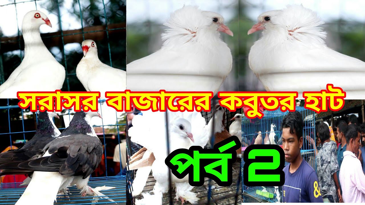 কিশোরগঞ্জ জেলা সরাসর বাজারে এক বিশাল কবুতর হাট/ পর্ব ২