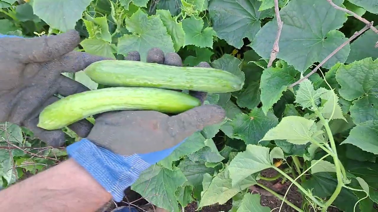 Finland Vegetable Farm: Best Summer Harvest! (Reddish, Turnips, Coriander, Peas, Mint)