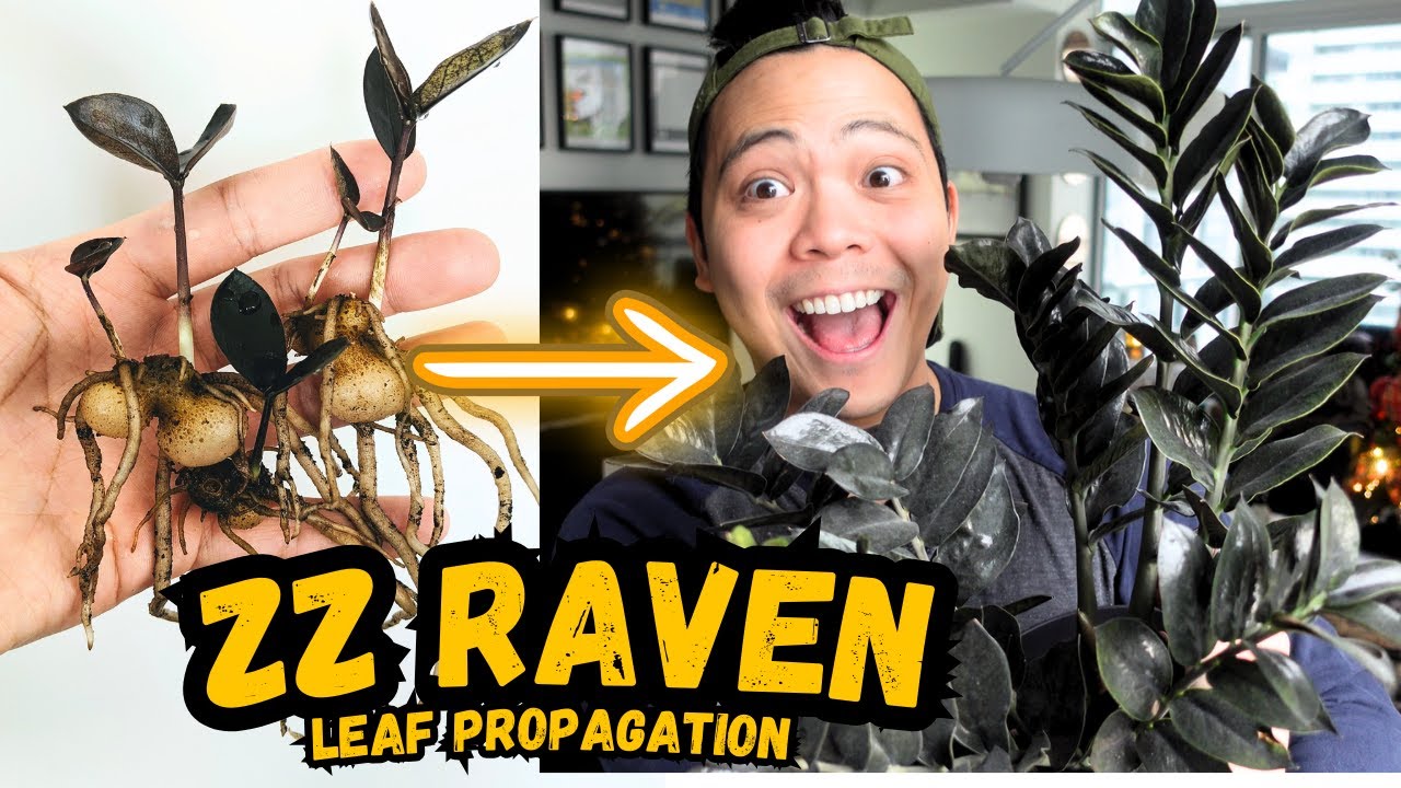 ZZ Raven Leaf Propagation | My Experience