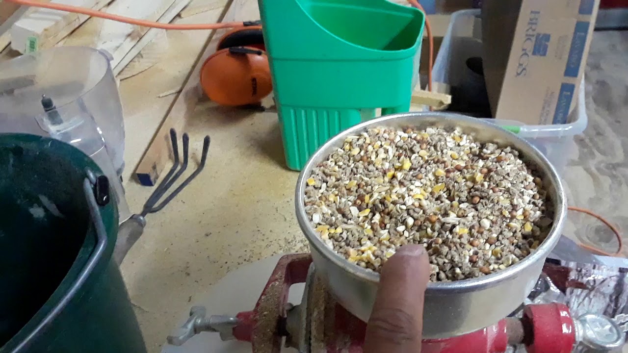 Como a ser que las gallinas pongan huevos