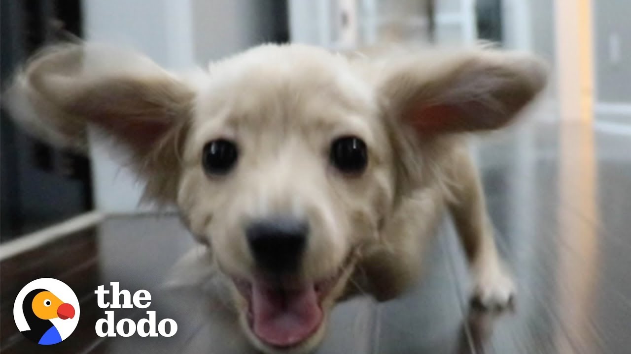 Gracie the Two-Legged Dog Gets a Wheelchair Made of LEGOs | The Dodo