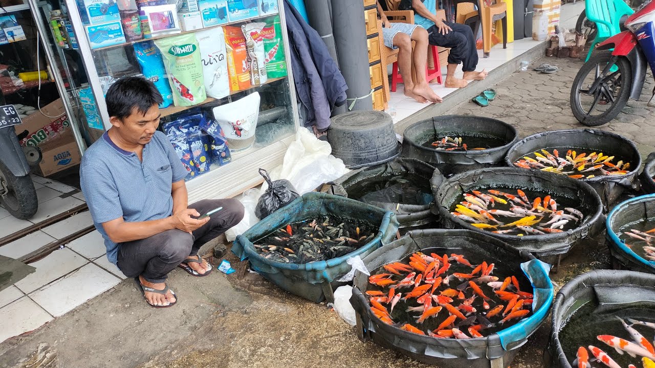 Penghobi Koi Cilik Se-Indonesia Ada DiPasar KOI EMPANG BOGOR @KELUARGAKKP17
