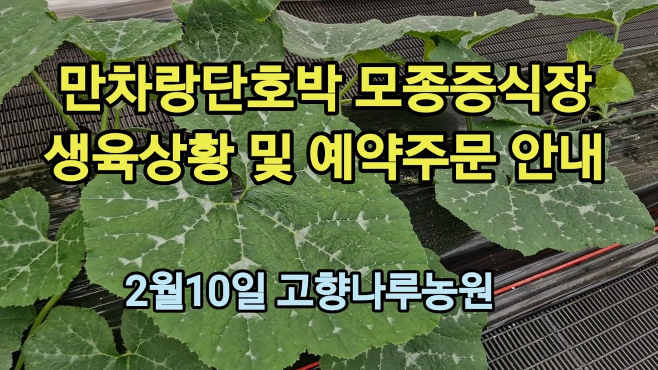 만차랑단호박 모종증식장 생육상황 및 예약주문 안내 