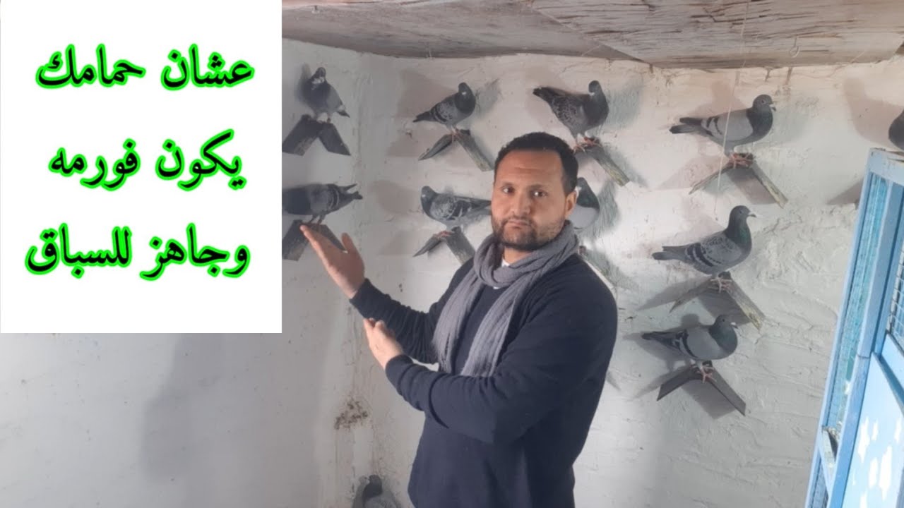 خمس حجات لو عملتهم #الحمام #الزاجل ديما يكون # فورمه وجاهز لاي #سباق و#صحه و#قوه و#عضلات و#ريش