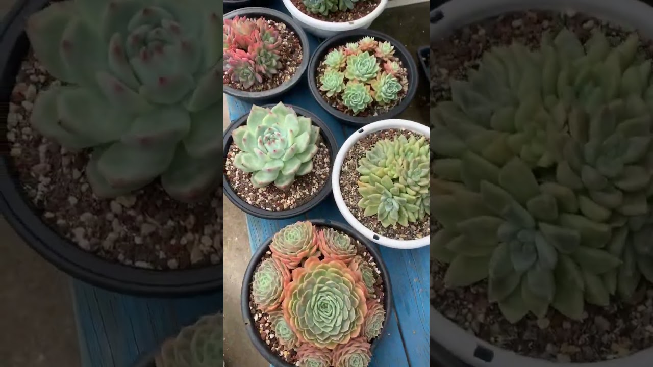 Beautiful succulent clusters #succulent #succulentcollection #succulentobsession