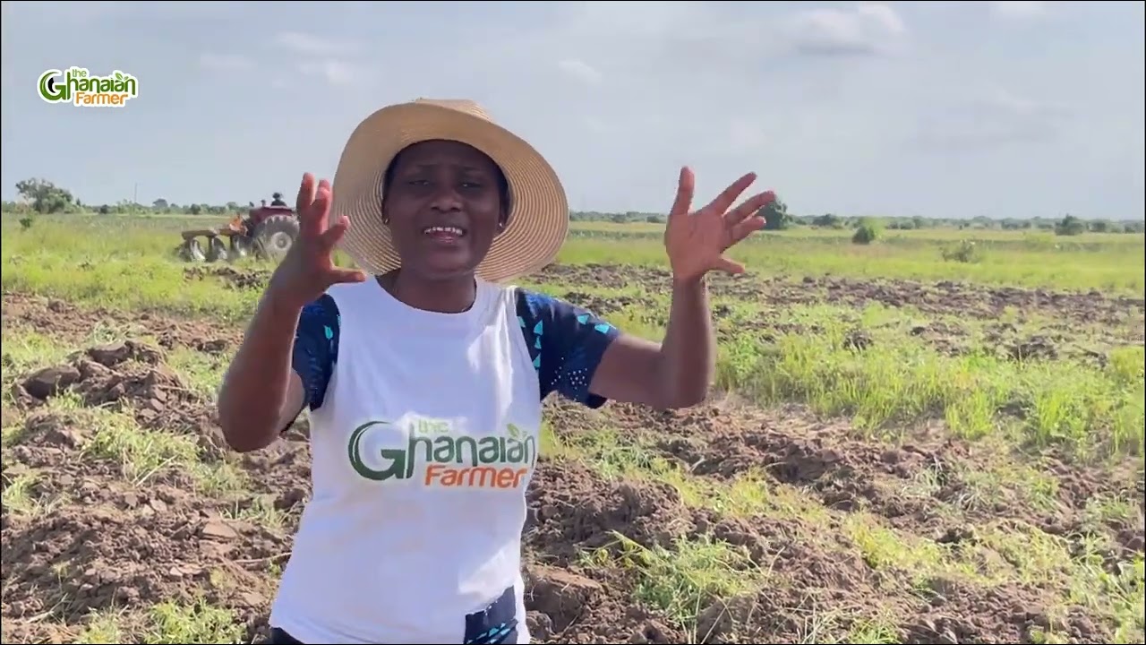 We Have Successfully Plough My 5 Acres Sweet Potato Farm Land Over The Weekend | Big Investment 💰