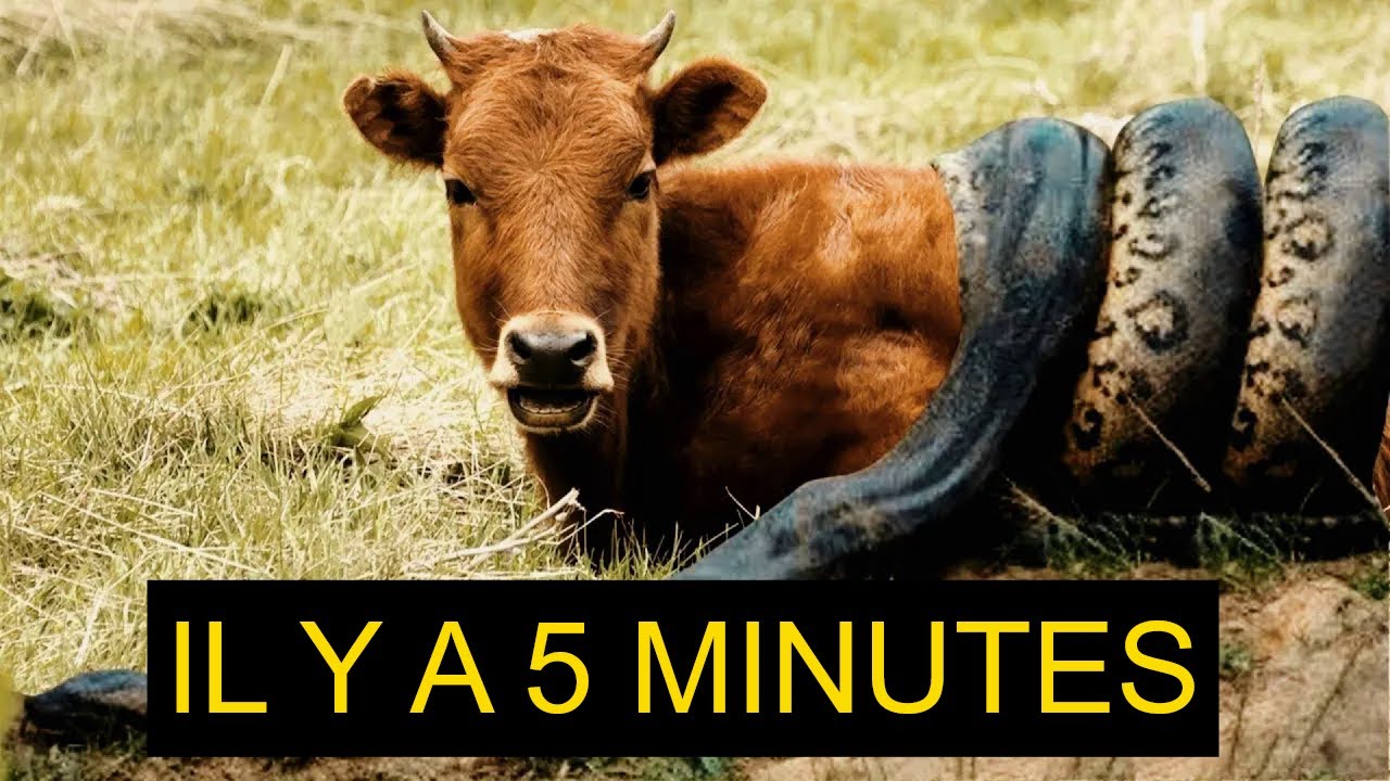Ô PÈRE ! LE SERPENT ATTAQUE LA VACHE DE LA PUISSANCE D'ALLAH EST LE MIRACLE D'ALLAH
