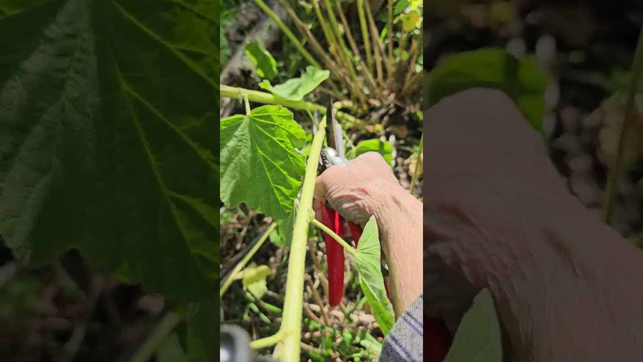 Harvesting Marshmallow Leaves and Flowers Part 1