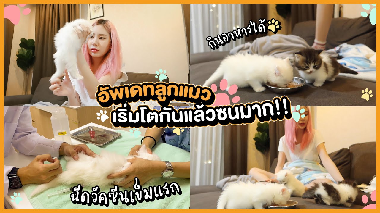 อัพเดทลูกแมว 1 เดือน ซนมากก เด็กๆมีชื่อแล้ว,ฉีดวัคซีนเข็มแรก,ไม่กินนมแม่แล้ว!! | Bebell