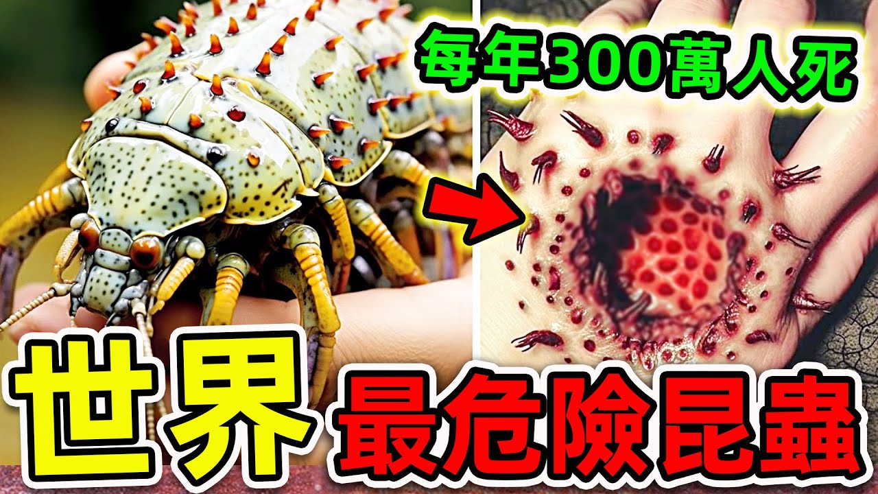 全世界最危險的10個昆蟲！每年300萬人因它喪命，食人蠅只排第5，第1名看見千萬別打。|世界之最TOP