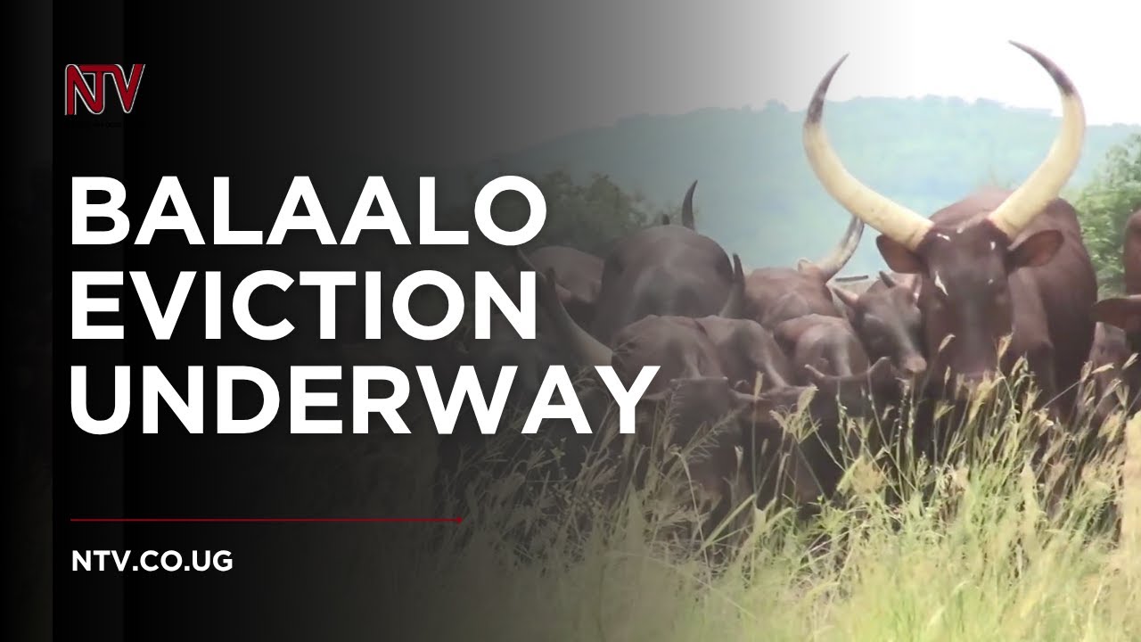 Eviction of Balaalo herdsmen underway in Pakwach