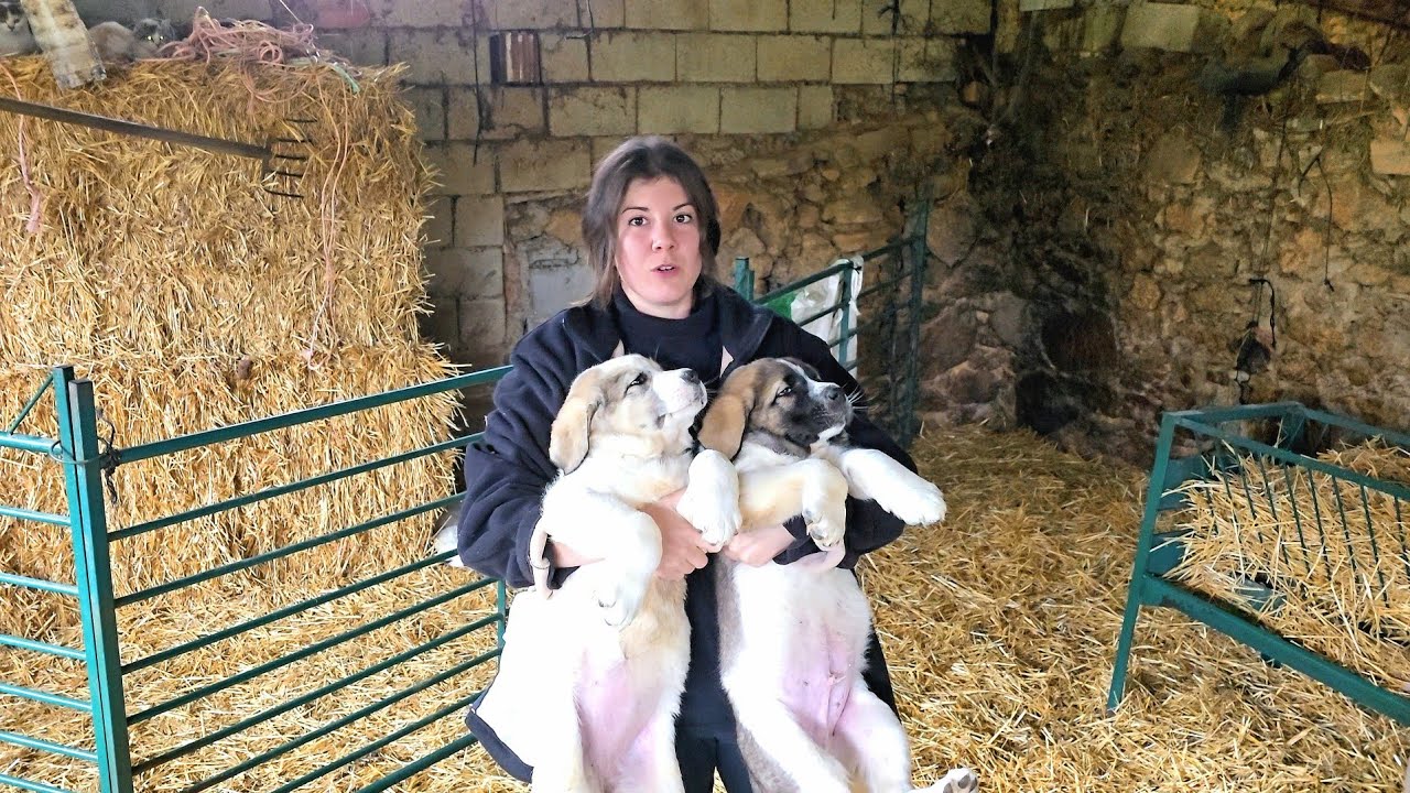 Nos despedimos de dos cachorros de mast&iacute;n, os cuento a d&oacute;nde van