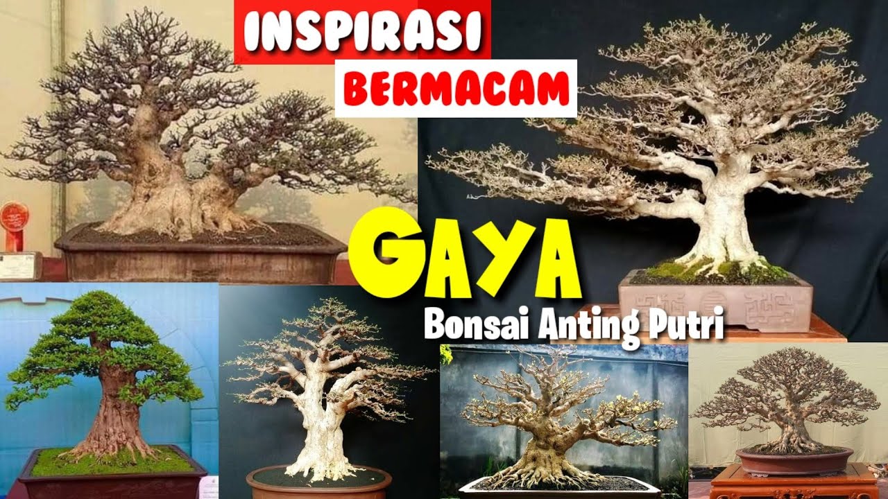 Inspirasi Bonsai Anting putri || berbagai gaya dalam pembentukan Bonsai