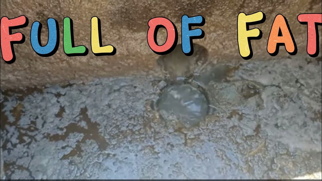Blocked Drain 15 | EXPLOSIVE Grease Trap Clean FULL OF FAT