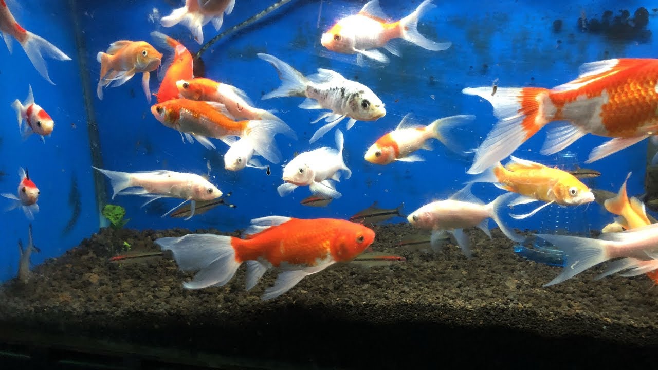🦀 PEZ KOI en ACUARIO 🦀  [Carpa Koi]