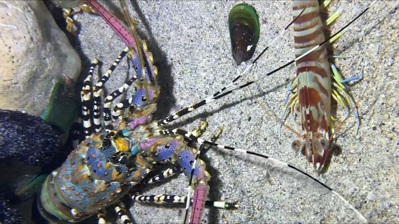 Diving under the sea to catch eels, crabs and sea cucumbers | Part 153