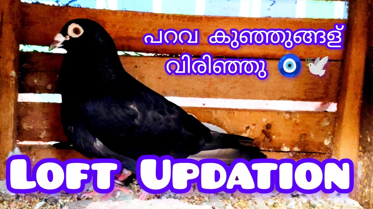 ചെറിയ ഒരു Loft Updation 🧿🕊️ 