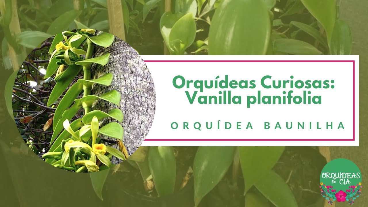 Orquídeas Curiosas: Orquídea baunilha (Vanilla planifolia)