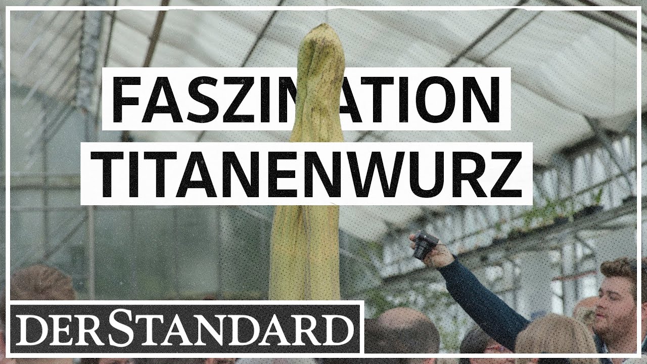 Letztes Aufbäumen der Titanenwurz: 