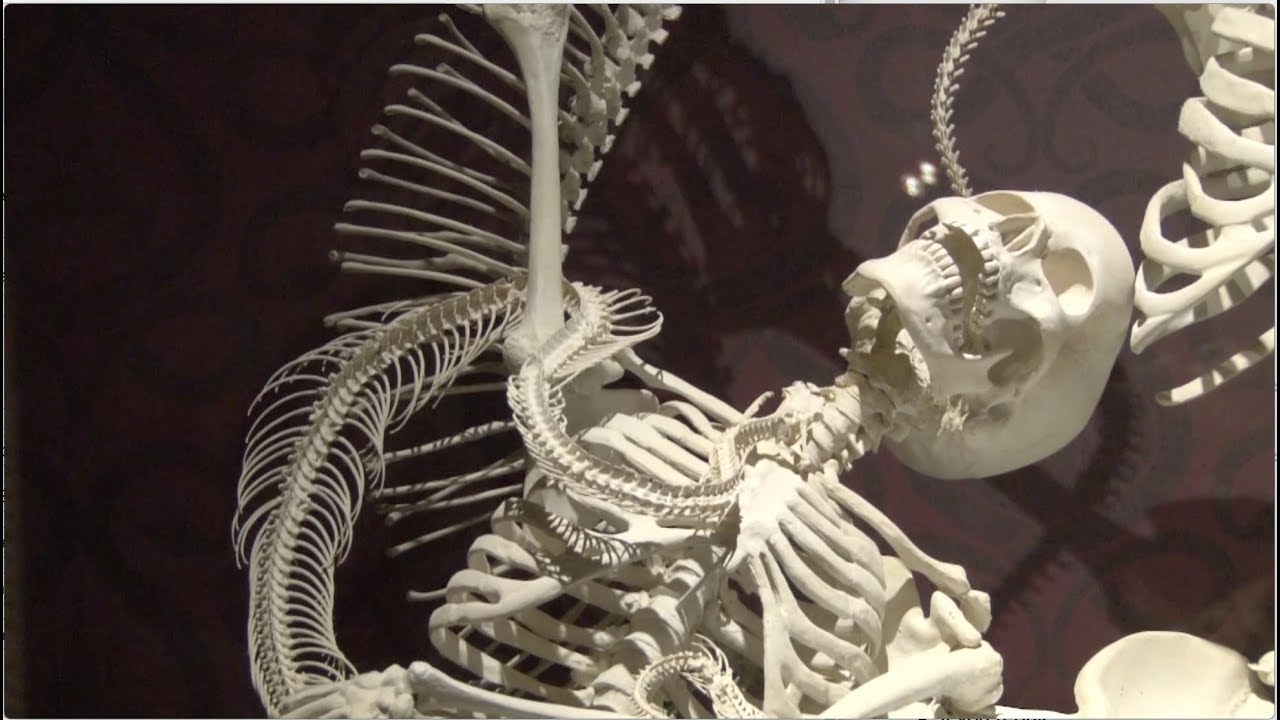 Day Trips - Death by Natural Causes at HMNS