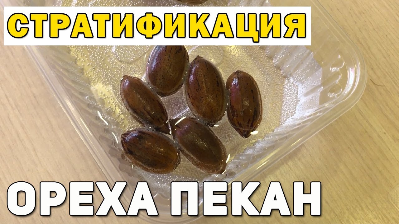 Стратификация ореха Пекан.