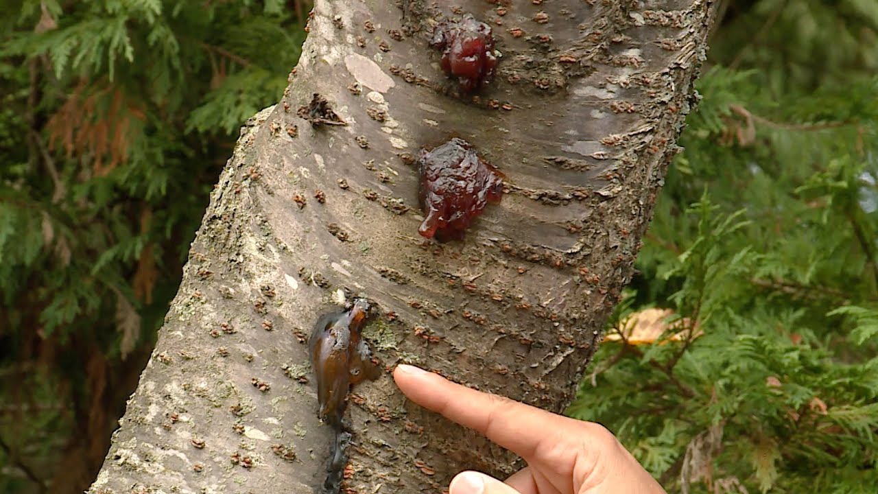 Cherry Gummosis &ndash; This Week in the Garden