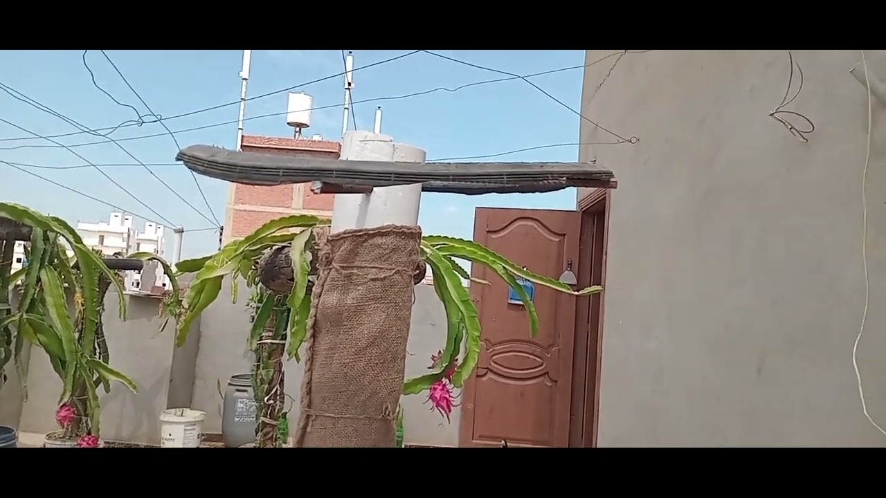 زراعة شجرة الدراجون بأسهل الطرق
