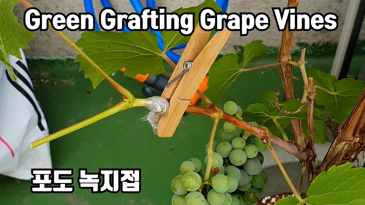 7월에 한 머루포도 나무에 샤인머스캣 녹지접 결과 / green grafting grape vines