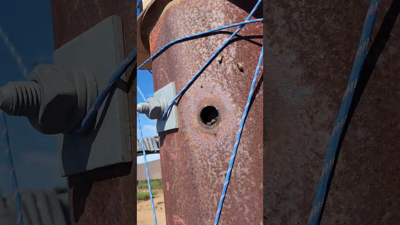 The wrong kind of buzz - bee rescue from an electrical pole with LIVE wires