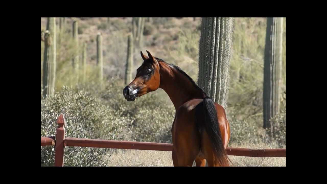 Marlana J by Marwan Al Shaqab
