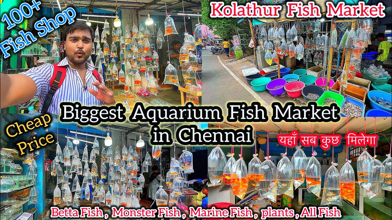 Chennai Aquarium Fish Market ❤️ Kolathur Fish Market | Chennai Biggest Pet Market | All Type of Pets