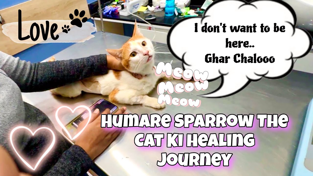 Sparrow The Cat Ki Healing Journey Vlog